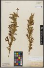 Foto von Salix triandra L. x Salix viminalis L.